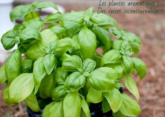 Les plantes aromatiques ; Des épices incontournables !